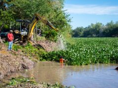 Ayuntamiento realiza acciones de limpieza y retiro de lirio acuático en el Río Humaya