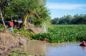 Ayuntamiento realiza acciones de limpieza y retiro de lirio acuático en el Río Humaya