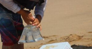 Todas las playas de Sinaloa son aptas para uso recreativo