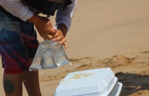 Todas las playas de Sinaloa son aptas para uso recreativo