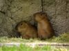 Los nuevos capibaras del Zoo Culiacán ya están en manos de niñas y niños para elegir su nombre