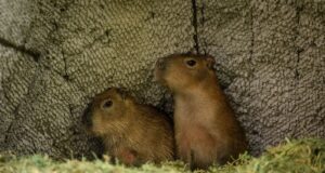 Los nuevos capibaras del Zoo Culiacán ya están en manos de niñas y niños para elegir su nombre