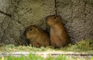 Los nuevos capibaras del Zoo Culiacán ya están en manos de niñas y niños para elegir su nombre