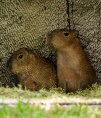 Los nuevos capibaras del Zoo Culiacán ya están en manos de niñas y niños para elegir su nombre