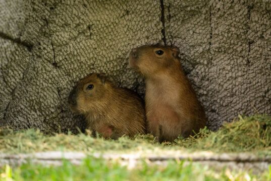 Los nuevos capibaras del Zoo Culiacán ya están en manos de niñas y niños para elegir su nombre