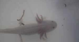 UAS A la Vanguardia: Ajolotes sinaloenses en la búsqueda de curas