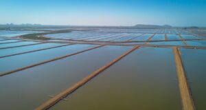 Producción de camarón en Sinaloa mantiene precios estables y repunte en acuacultura