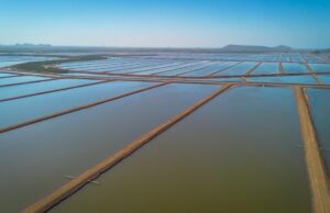 Producción de camarón en Sinaloa mantiene precios estables y repunte en acuacultura