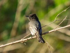 Biología UAS: Registran más de 50 especies en Conteo Latinoamericano de Aves en San Ignacio