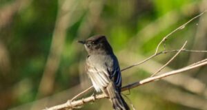 Biología UAS: Registran más de 50 especies en Conteo Latinoamericano de Aves en San Ignacio