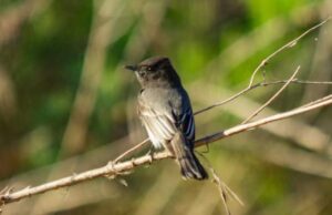 Biología UAS: Registran más de 50 especies en Conteo Latinoamericano de Aves en San Ignacio