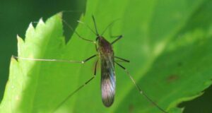 Cambio climático altera el ciclo biológico de los mosquitos en Sinaloa