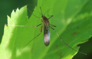 Cambio climático altera el ciclo biológico de los mosquitos en Sinaloa
