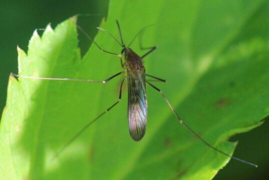 Cambio climático altera el ciclo biológico de los mosquitos en Sinaloa