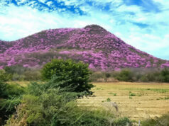 El espectáculo de las Amapas en Sinaloa