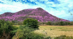 El espectáculo de las Amapas en Sinaloa