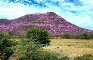 El espectáculo de las Amapas en Sinaloa