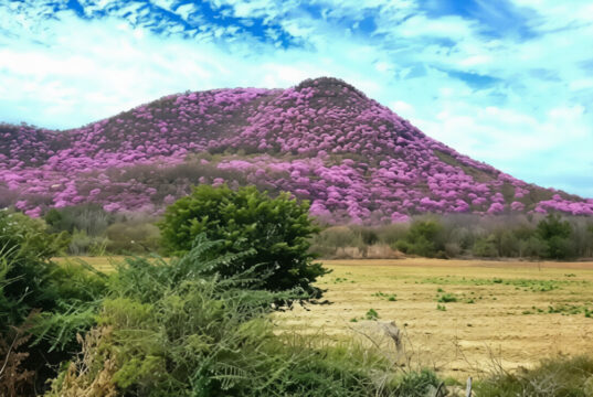 El espectáculo de las Amapas en Sinaloa