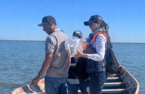 Tras confirmarse niveles seguros en moluscos bivalvos, se levanta medida precautoria en Bahía La Lechuguilla