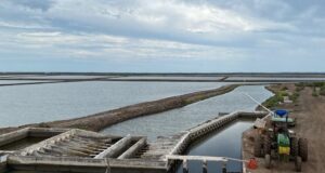 Crisis de competitividad, altos costos y contrabando desplazan al camarón mexicano del mercado: Carlos Urías