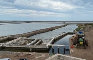 Crisis de competitividad, altos costos y contrabando desplazan al camarón mexicano del mercado: Carlos Urías