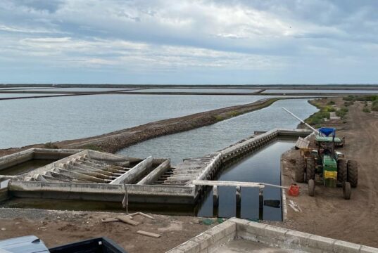 Crisis de competitividad, altos costos y contrabando desplazan al camarón mexicano del mercado: Carlos Urías