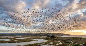 Lenguaje de las aves: clave para entender la biodiversidad