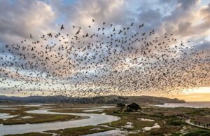 Lenguaje de las aves: clave para entender la biodiversidad