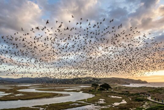 Lenguaje de las aves: clave para entender la biodiversidad
