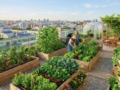 Impulsa la creación de huertos urbanos en azoteas