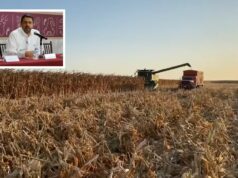 SADER abrirá ventanilla hoy jueves para pagos pendientes a productores de maíz del ciclo 2023-2024