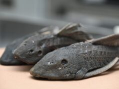 Advierte investigador grave desequilibrio ecológico en ríos de Culiacán por especies invasoras; éstas dominan el 90% y asfixian la biodiversidad