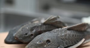 Advierte investigador grave desequilibrio ecológico en ríos de Culiacán por especies invasoras; éstas dominan el 90% y asfixian la biodiversidad