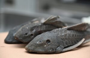 Advierte investigador grave desequilibrio ecológico en ríos de Culiacán por especies invasoras; éstas dominan el 90% y asfixian la biodiversidad