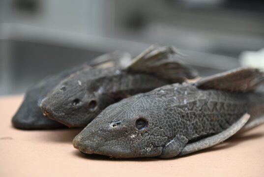 Advierte investigador grave desequilibrio ecológico en ríos de Culiacán por especies invasoras; éstas dominan el 90% y asfixian la biodiversidad