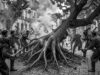 Hacer leña del árbol caído