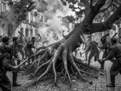 Hacer leña del árbol caído