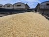 Amplía SADER plazo para formalización de contratos de compraventa del maíz del ciclo otoño-invierno 2025-2026: Bello Esquivel