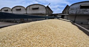 Amplía SADER plazo para formalización de contratos de compraventa del maíz del ciclo otoño-invierno 2025-2026: Bello Esquivel