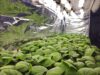 ¡Nuevas tecnologías! Con silicio y ácido acetilsalicílico, especialistas de la Facultad de Agronomía de la UAS impulsan una agricultura de bajo impacto ambiental