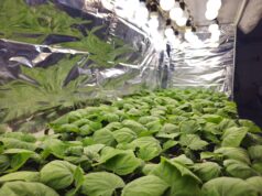 ¡Nuevas tecnologías! Con silicio y ácido acetilsalicílico, especialistas de la Facultad de Agronomía de la UAS impulsan una agricultura de bajo impacto ambiental