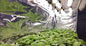 ¡Nuevas tecnologías! Con silicio y ácido acetilsalicílico, especialistas de la Facultad de Agronomía de la UAS impulsan una agricultura de bajo impacto ambiental
