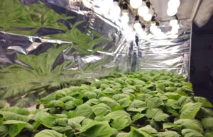 ¡Nuevas tecnologías! Con silicio y ácido acetilsalicílico, especialistas de la Facultad de Agronomía de la UAS impulsan una agricultura de bajo impacto ambiental