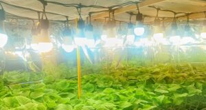 Representará académico de la UAS a México en la Cumbre Mundial Climática “Climate Fest 2026” en Perú, con investigaciones sobre agricultura sostenible