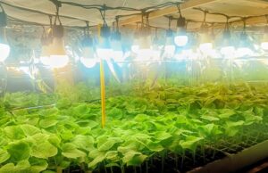 Representará académico de la UAS a México en la Cumbre Mundial Climática “Climate Fest 2026” en Perú, con investigaciones sobre agricultura sostenible