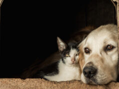 Invitan a jornadas gratuitas de esterilización para perros mestizos y gatos en Infonavit Cañadas