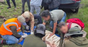 Tigre muere en rescate y AZCARM acusa improvisación en PROFEPA