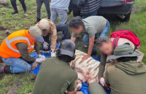 Tigre muere en rescate y AZCARM acusa improvisación en PROFEPA