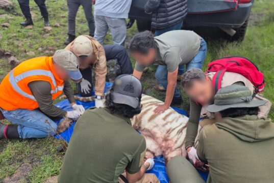 Tigre muere en rescate y AZCARM acusa improvisación en PROFEPA