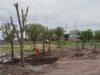 Ayuntamiento de Culiacán fortalece reforestación urbana con trasplante de árboles